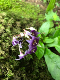 イワタバコ